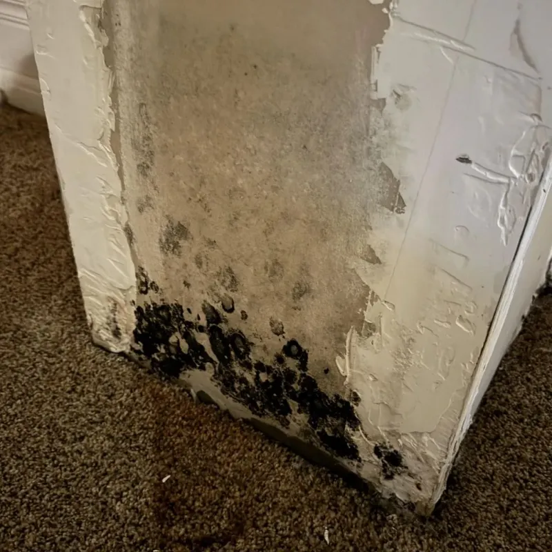 Professional Mold Removal in Union County, IN
